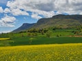 Field of yellow rape, green field, and mountains